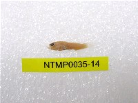 藏品(小骨鰧)的圖片